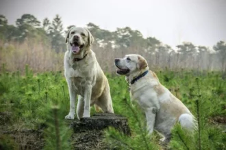 175 Dogs Rescue from Hoarders in Mississippi 2011