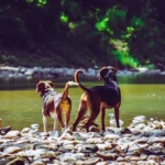 dogs rescue from hoarders in mississippi 2011